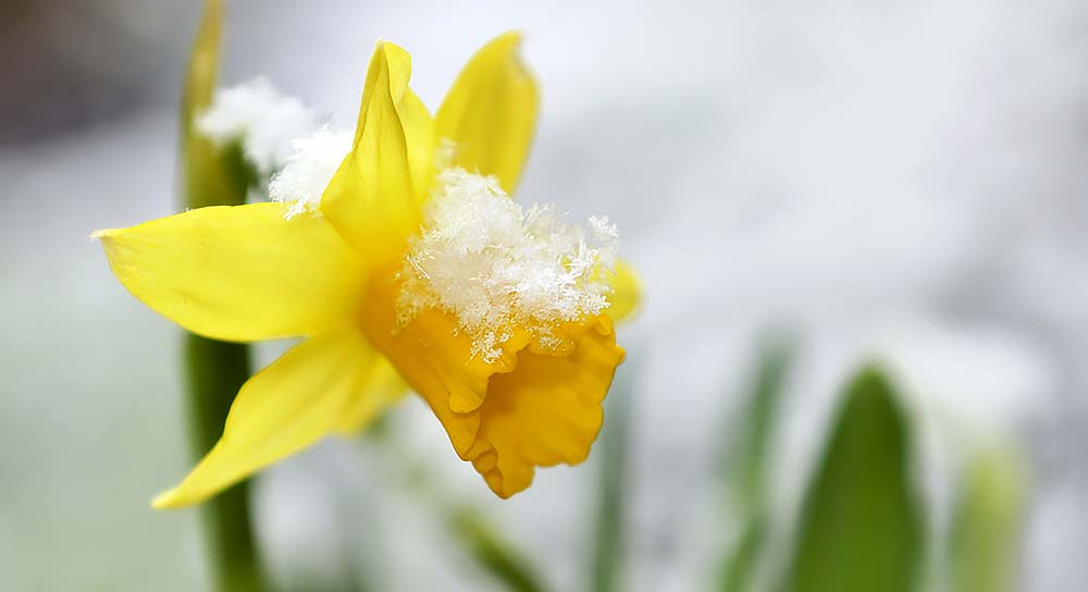 daffodils-in-snow