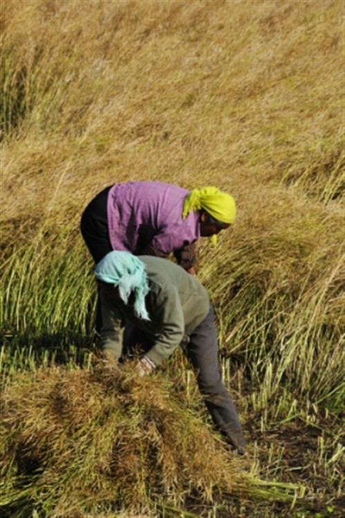 Collecting harvest