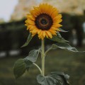 Sharing Jesus with sunflowers